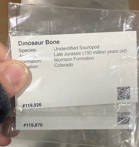 Unprepared Sauropod Dinosaur Bone #344122